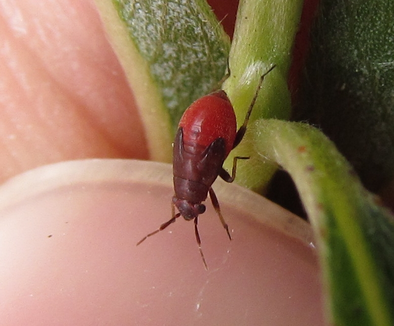 Miridae: Salicarus roseri f. nigra di Turchia